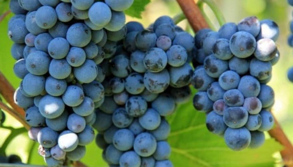 Strugurii de vin 2026