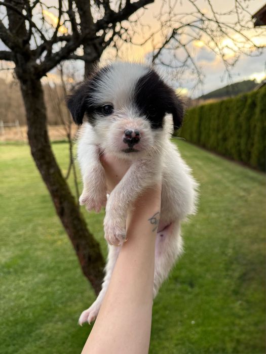 Подарявам 3 бебета кучета