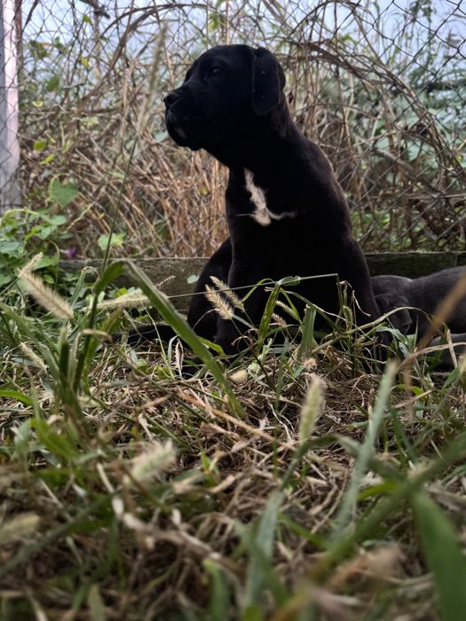 Кане корсо на 4 месеца