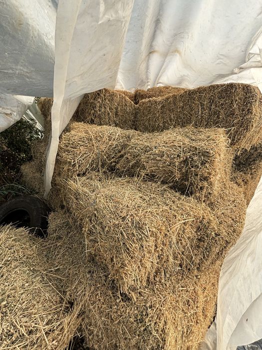 Baloti lucerna vand.