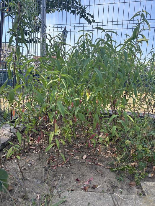 Piersic Rubino, puiet anul ll