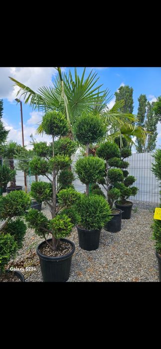Vând plante ornamentale de calitate superioara