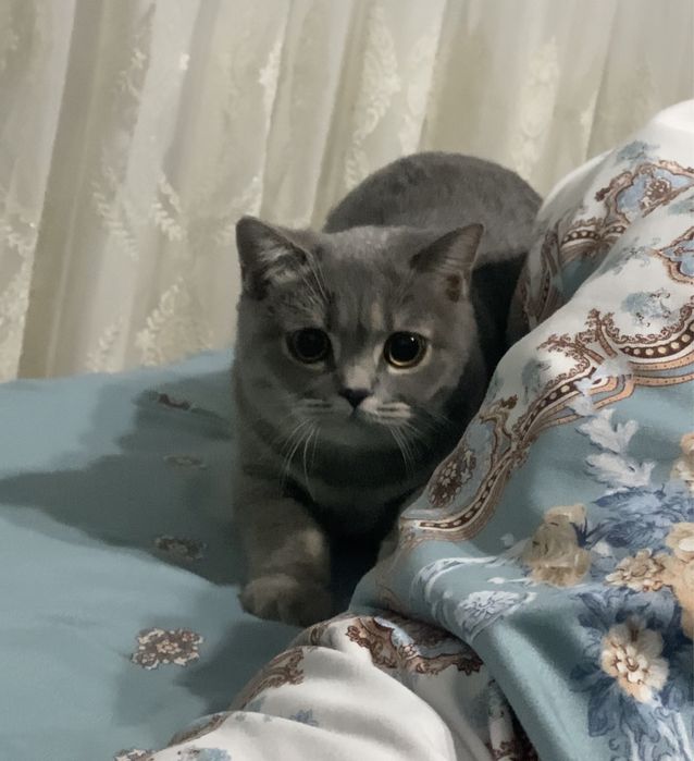 SCOTTISH STREET кошка британская