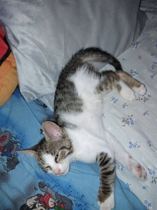 Donez motan în vârstă de 4 luni.