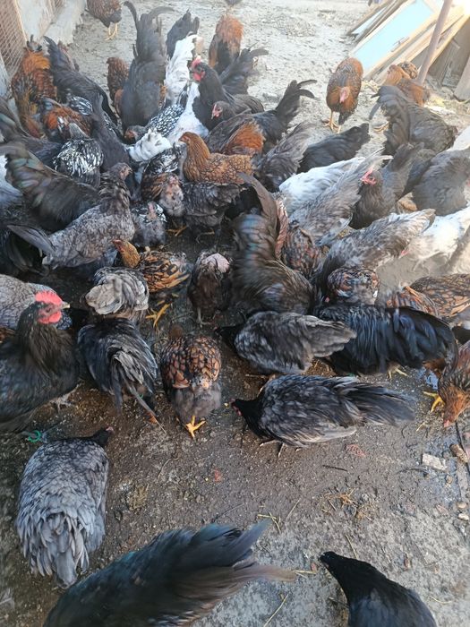 Vind găini wiandotte GSG australop