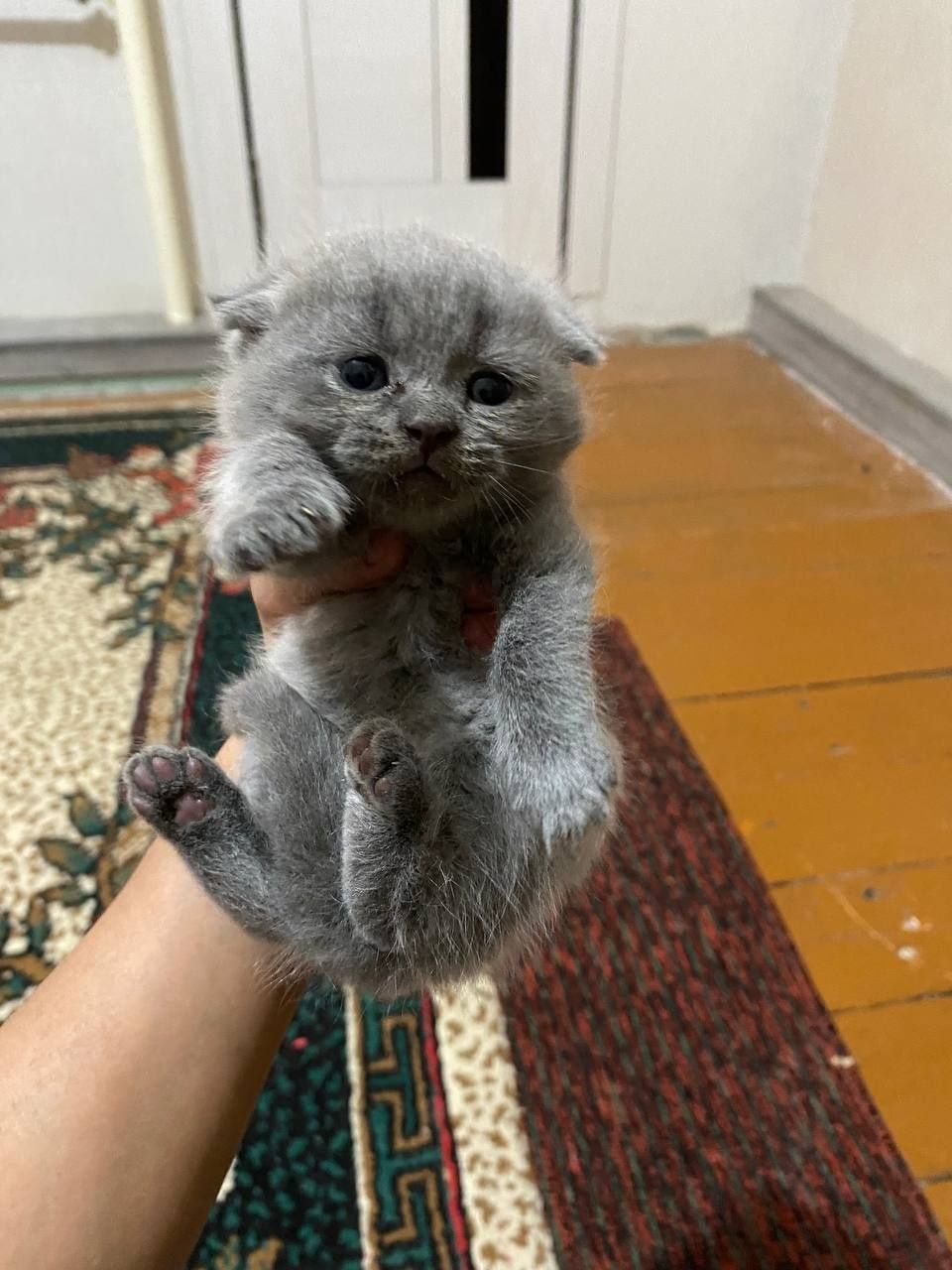 Продаётся  котята