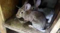 Кролики в асартименте