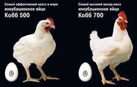 Яйцо инкубационное Кобб 700  24 марта в Алмате Доставка по РК