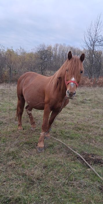 Vând Armăsar in varsta de 8 ani