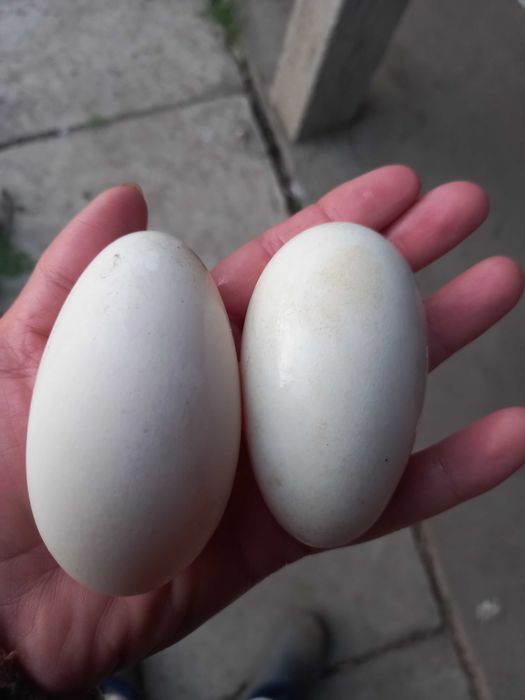 Vand oua gasca pentru incubat sau consum