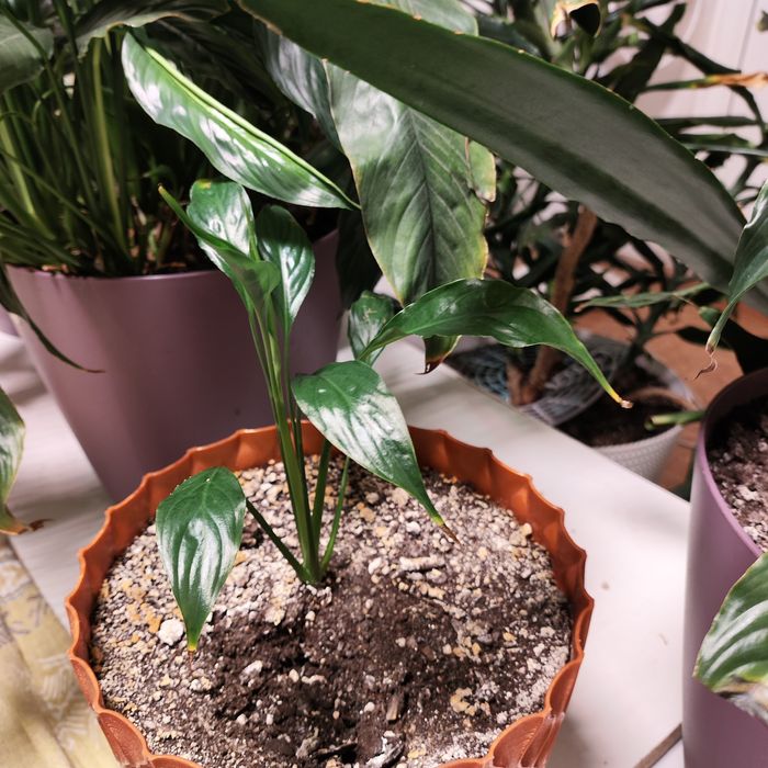 Комнатное растение спатифиллум