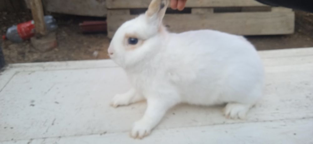 Vând o familie de doi iepuri Rex pitic