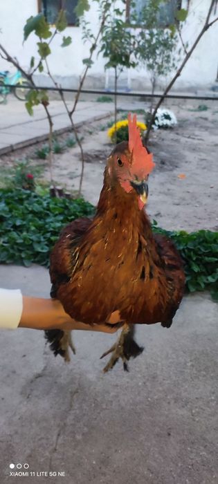Joja xoroz sotiladi