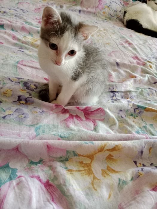 Отдам котенка,3 месяца