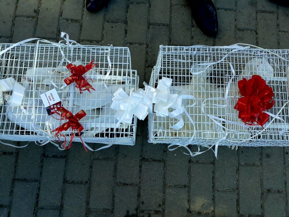 Porumbei pentru momente de vis