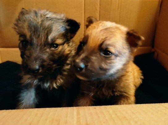 Отдам собачек и кошку