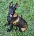 Ciobănesc belgian malinois