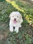 Bichon maltez 2 luni pui ochi albastri