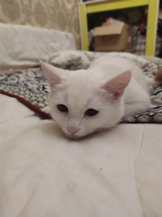 Котенок-мальчик , 7 месяцев