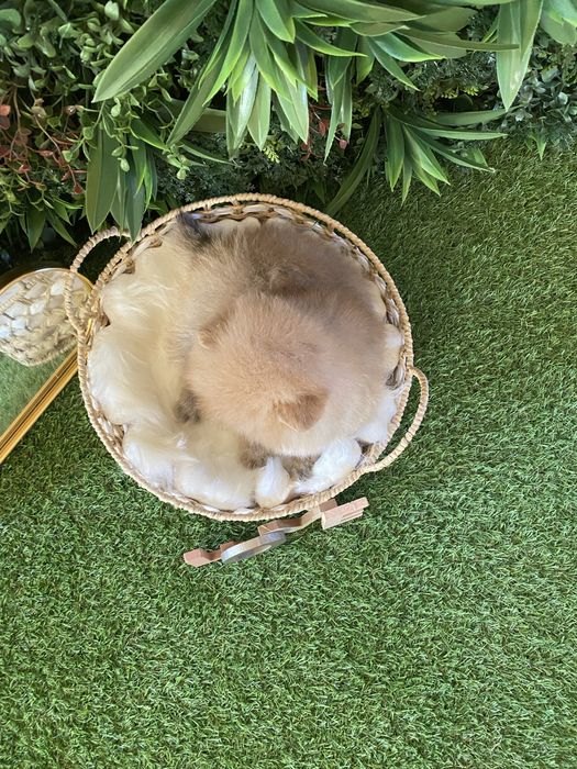 Pomeranian – talie mică, blăniță densă și aspect de ursuleț