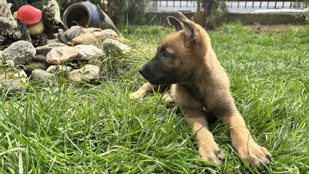 Белгийски овчарки (Малиноа] с поставена втора ваксина!