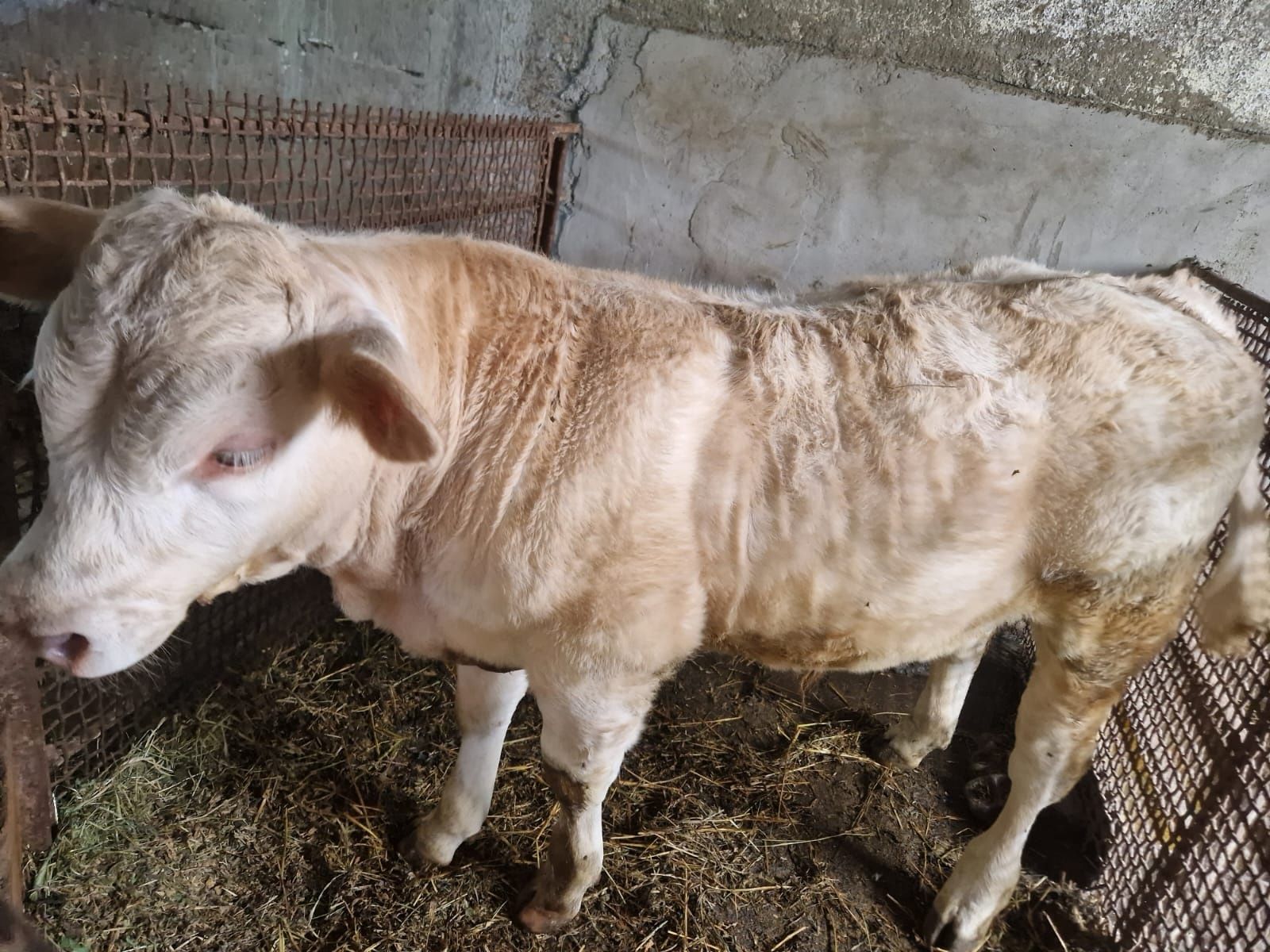Vant vitel alb albastru belgian 3 luni