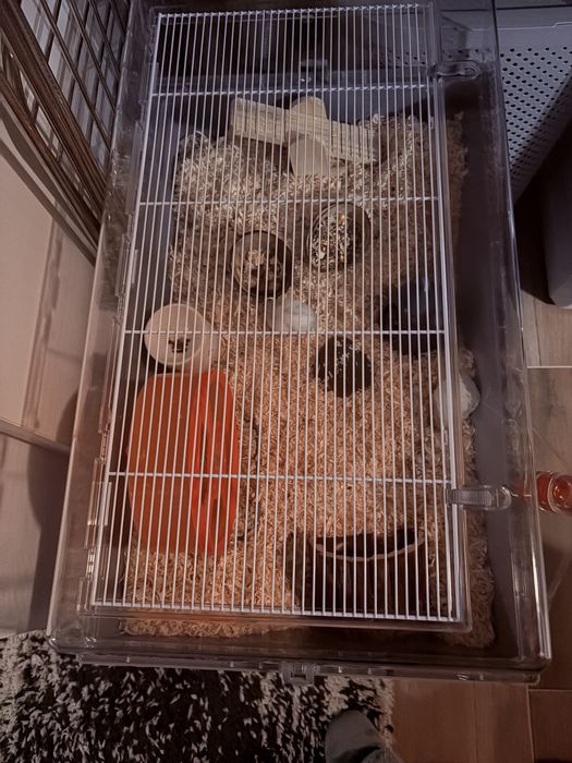 Hamster cu accesorii