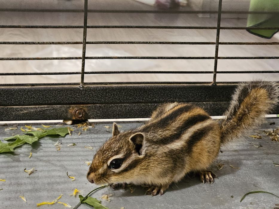 Veverita siberiana mascul