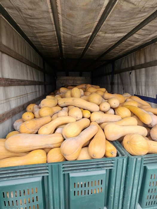 Тиква мускатна виола (цигулка)