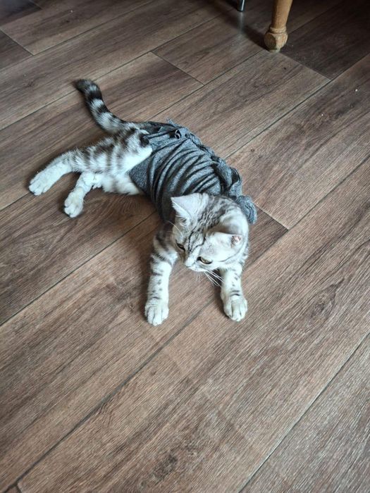 Отдадим кошку в хорошие руки