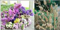 50seminte flori pentru  aranjamente florale /iarba decorativa/ pampas