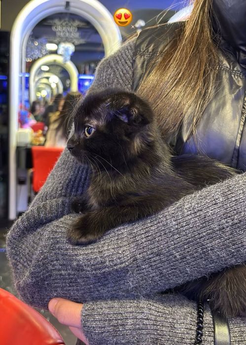 Skotish Fold Qoravoy Sotiladi