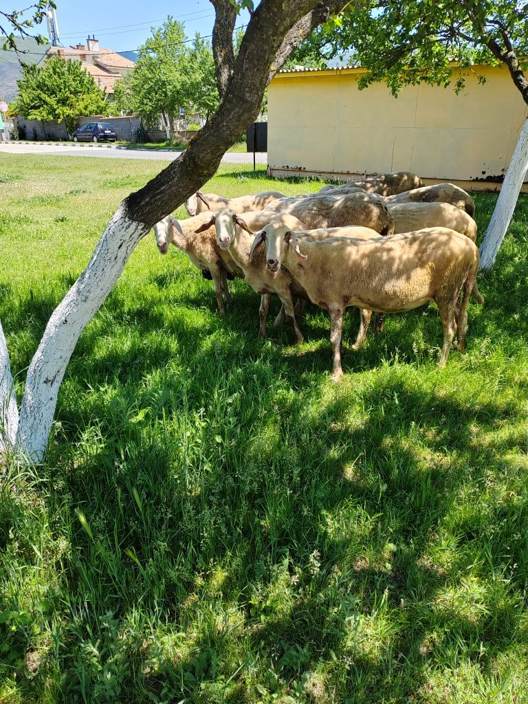 Овце и кокошкши ,петли