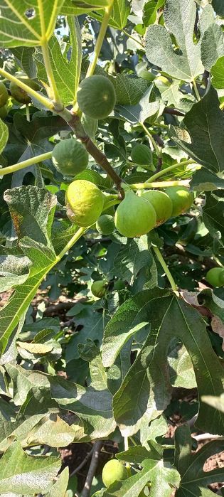 Dulceață de smochine