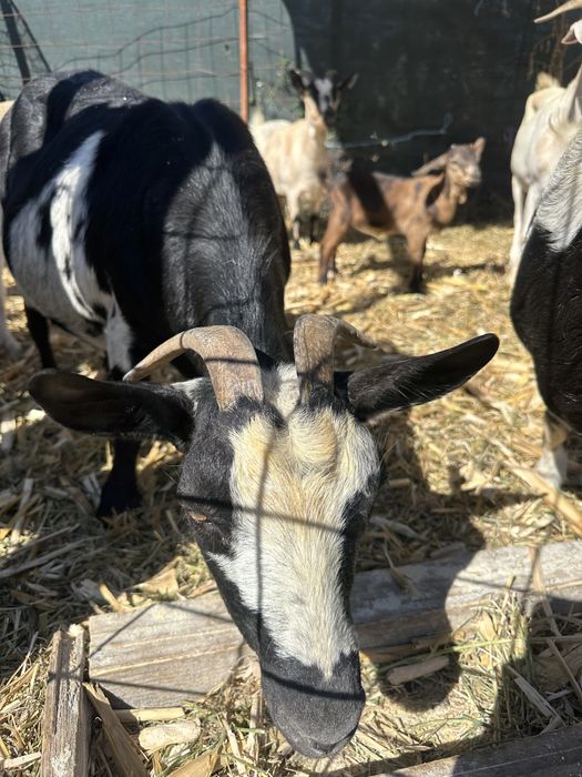 Capre si iezi de vânzare am si iezi mari si mici caprele sunt grase…