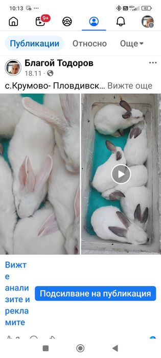 Продавам зайци и заешко месо