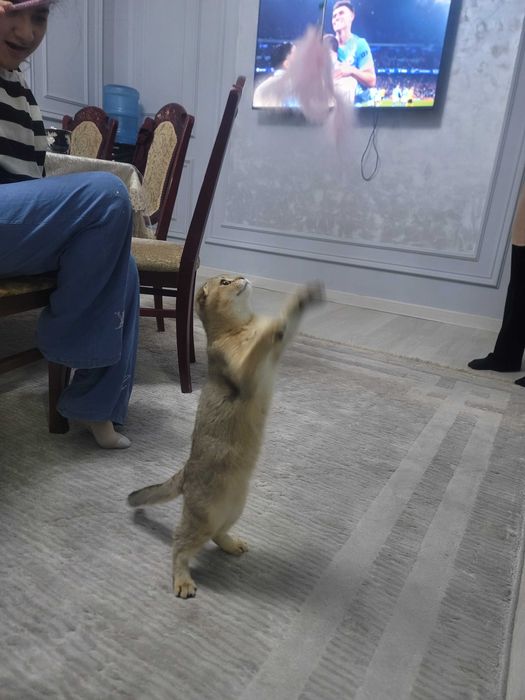 Parodali mushuk ismi Tomyy oyinqaroq orgatilgan