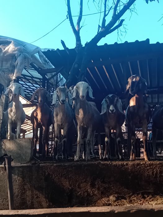 Capre Sanen si anglonubian+ iedute de anul acesta