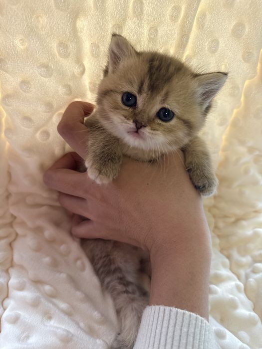 Продаются чистокровные британские котята шиншиллы рожденные 10 ноября
