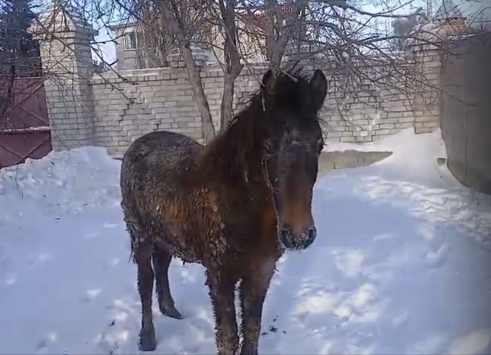 Продам Лошадь на откорме