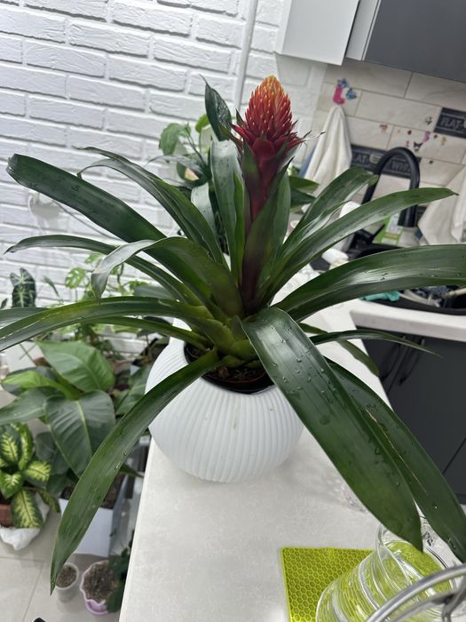 Растения-как естественный фильтр воздуха