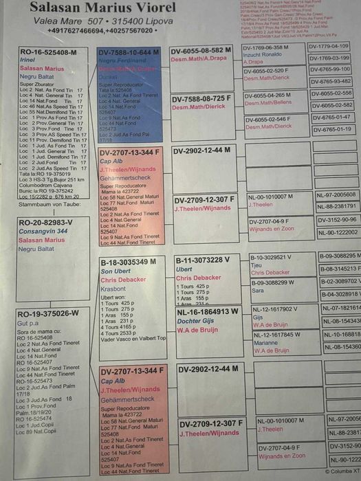 Porumbei voiajori maturi