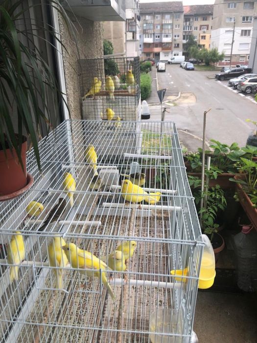 Canari de vanzare
