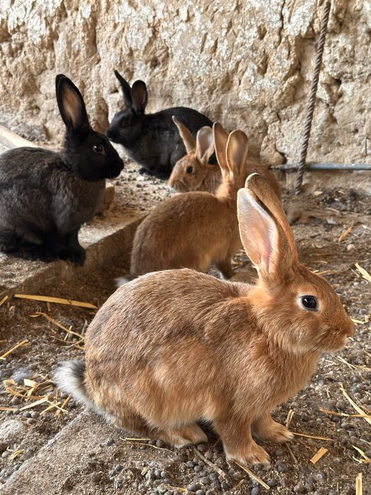 Quyonla sotiladi zoti otasi burgunder onasi velikan