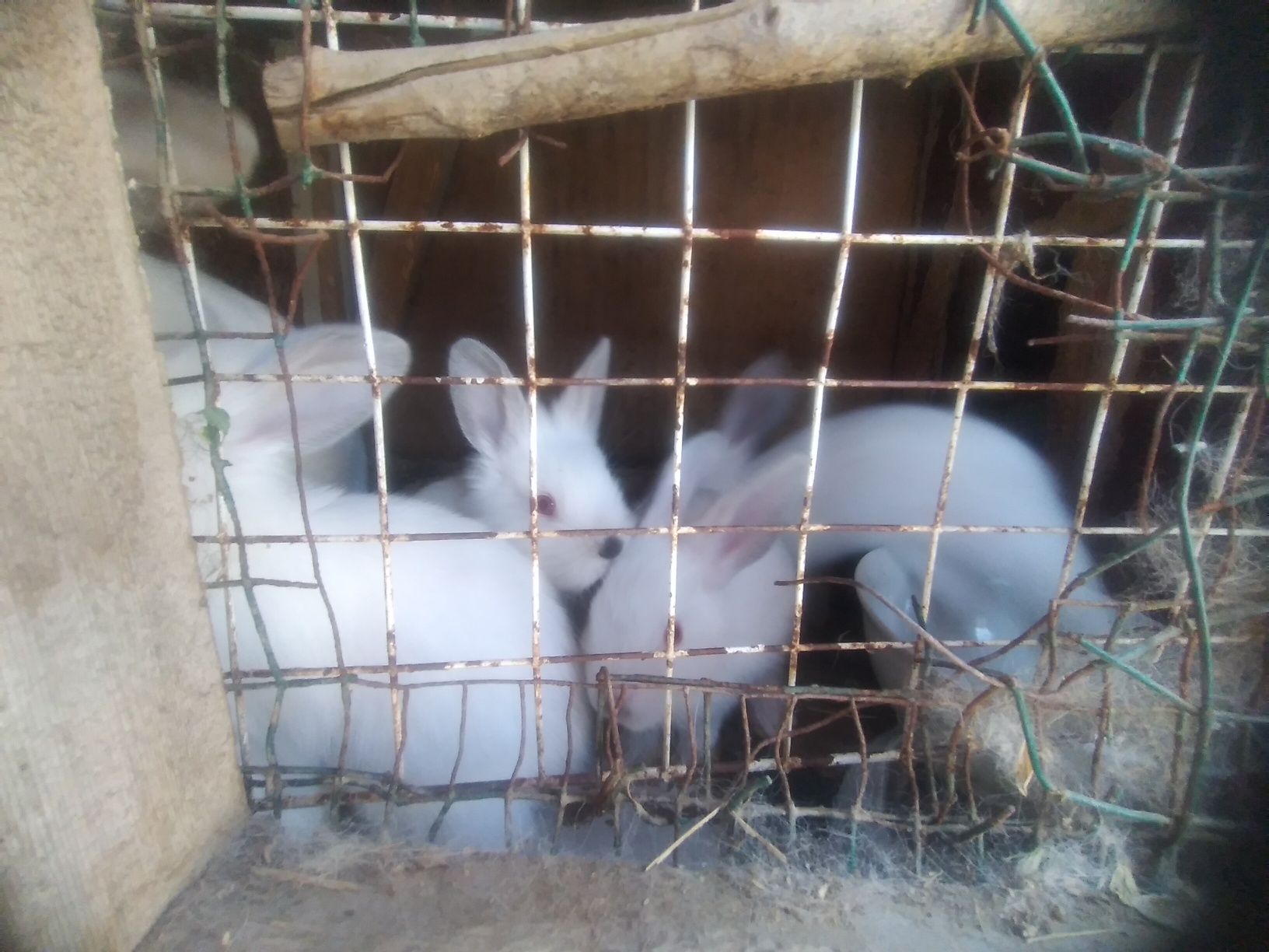 Quyon bolalari sotiladi
