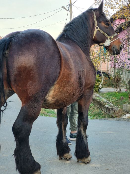 4 caii castrati de vanzare