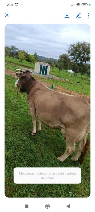 Vaca bruna de vânzare