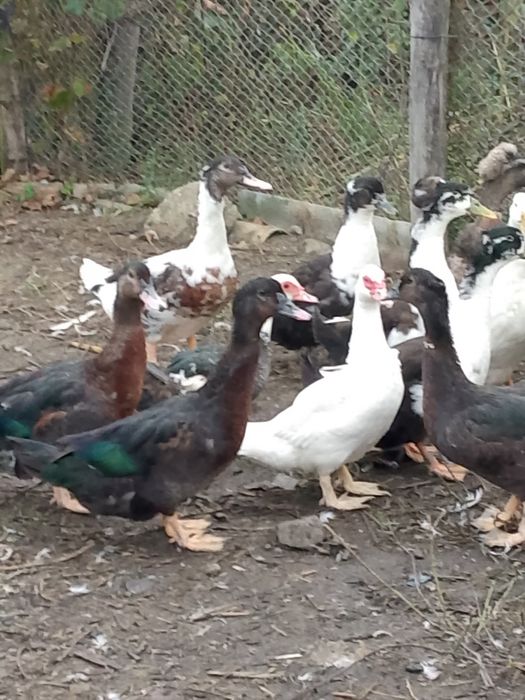 Rațe polare Rouen leșești și moțate pechin