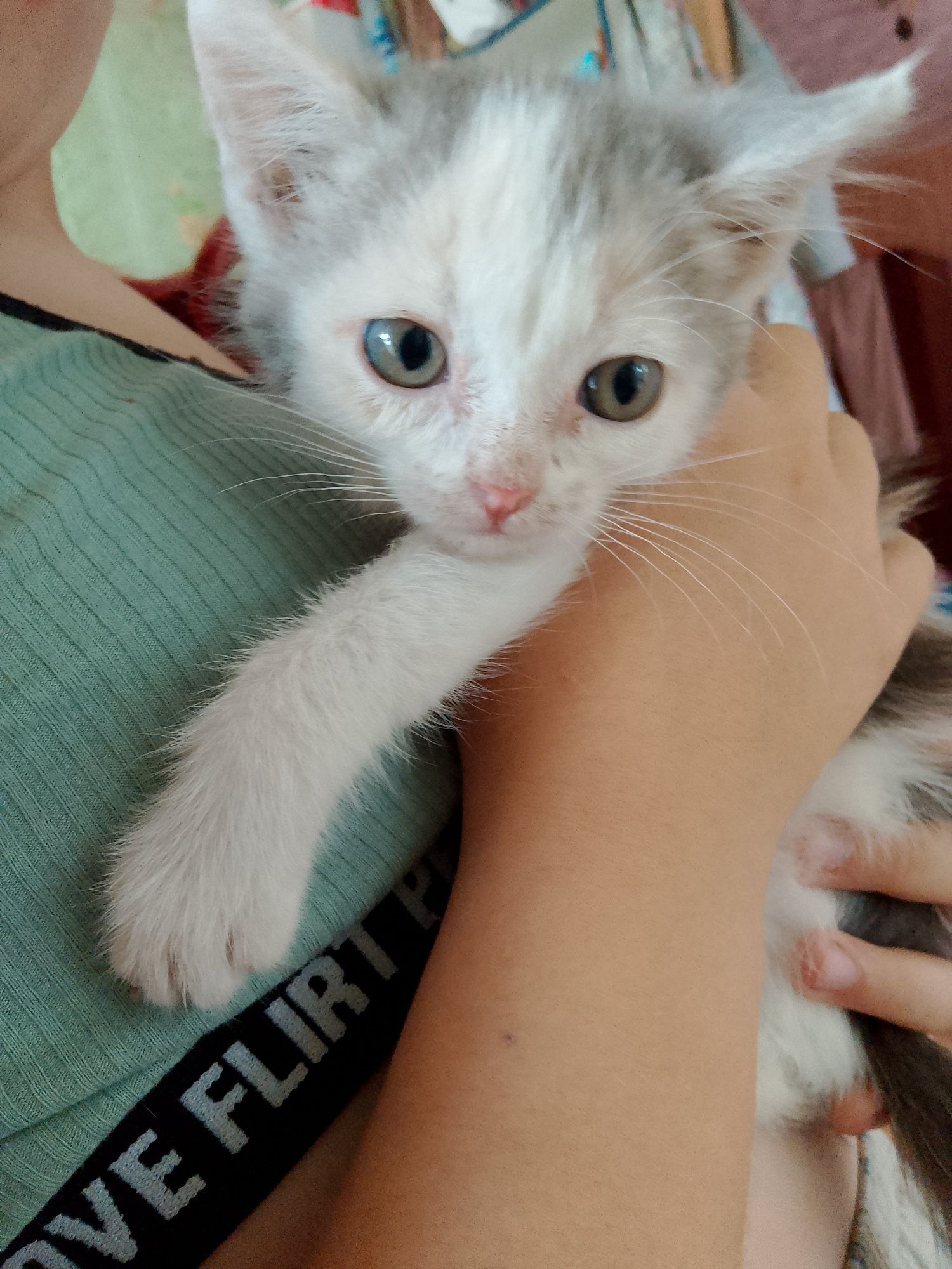Котята в добрые руки!