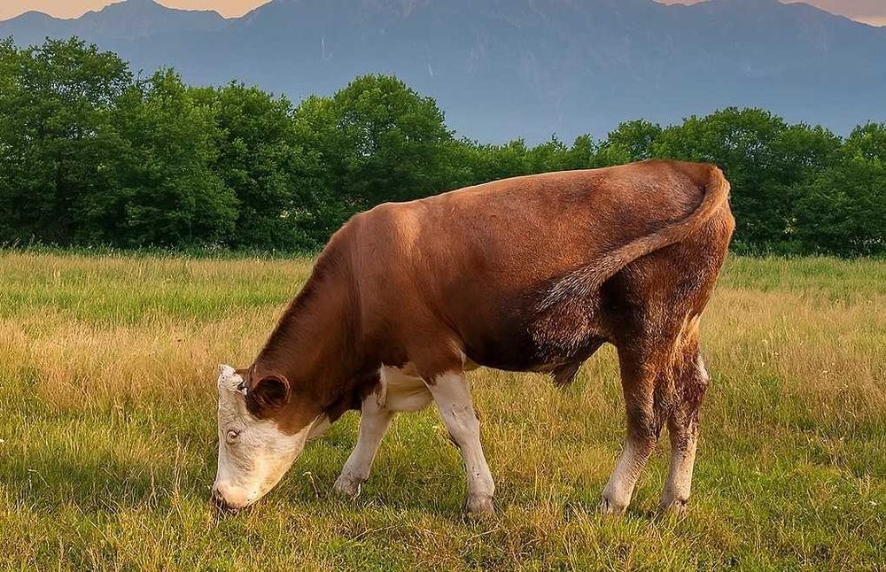 Vaci de calitate superioară – sănătoase, bine îngrijite (Unde Lie)